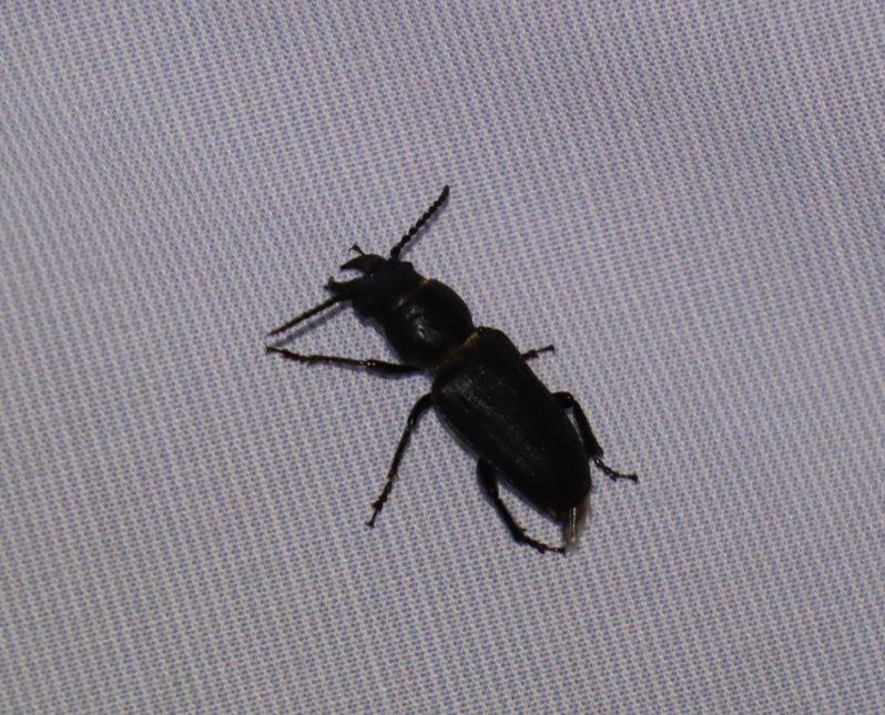 ヒョウタンゴミムシの一種_Ｏ峠-Iハカセのシャツ_2023年7月20日1９時 気温22度